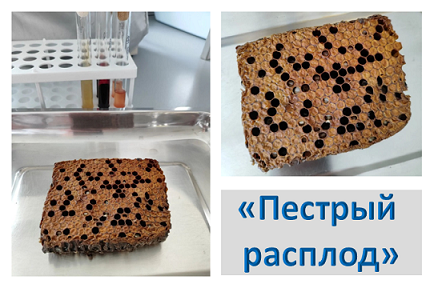 Пестрый расплод